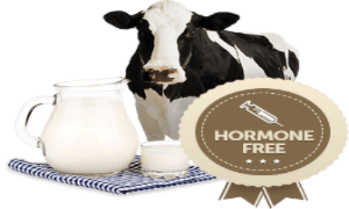 Những điều cần biết về Hormone tăng trưởng ở bò và sữa bò